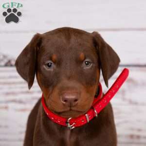 Jenna, Doberman Pinscher Puppy